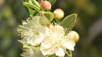 Image result for myrtle tree bible