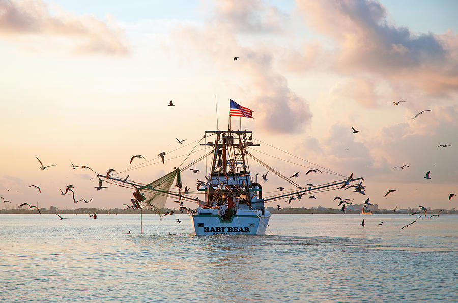 Shrimp Boat Sunrise is a photograph by Robert Anschutz which was uploaded on June 29th, 2016. Shrimp Boat SunriseThis image was shot in Galveston Bay near Tiki Island June 27, 2016. As we headed out to go fishing we came upon this Shrimper headed back with his catch.